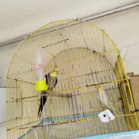 عروس هلندی|پرنده|هندیجان, |دیوار