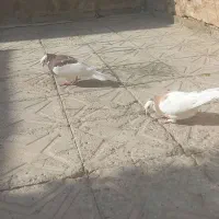 کبوتر طوقی|پرنده|مرودشت, سهل‌آباد|دیوار
