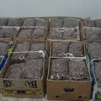 خرمای بدون هسته