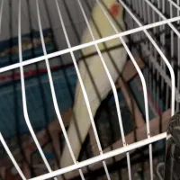 عروس هلندی بندرلنگه|پرنده|بندرلنگه, |دیوار