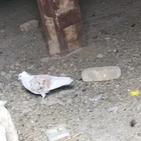 نر پلنگ|پرنده|دورود, |دیوار