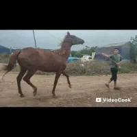 مادیاندوخون 3سال مادیان قد170