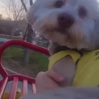 سگ‌ پاکوتاه|سگ|مشهد, سرافرازان|دیوار