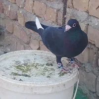 کبوتر نر مینا سیاه|پرنده|زاهدان, |دیوار