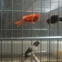 قناری قرمز ماده، طوسی ماده ، سیاه سفید نر مست|پرنده|اردبیل, |دیوار