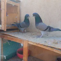 یه جفت سبز چونه سفید به شرط پرش|پرنده|قرچک, مهدیه|دیوار