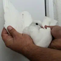 کبوتر غریب|پرنده|بندر انزلی, کارآموزی|دیوار