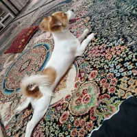 واگذاری جک راسل نر