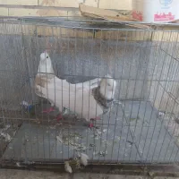 پرنده|پرنده|مبارکه, |دیوار