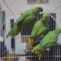 ملنگو ۵ماهه