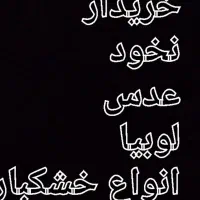 عدس و ن خ و د