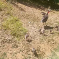 بوقلمون مرغ و خروس