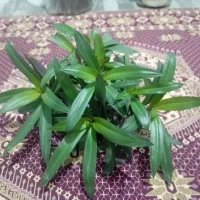 گل قیمت مناسب