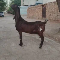 یک عدد بز پاکستانی حامله|حیوانات مزرعه|مسجد سلیمان, |دیوار