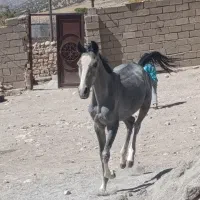 اسب|اسب و تجهیزات اسبسواری|اسلامآباد غرب, |دیوار