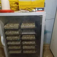 دستگاه جوجه کشی 1008 عددی