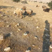 35 راس میش ترکی بختیاری آبستن|حیوانات مزرعه|کازرون, |دیوار