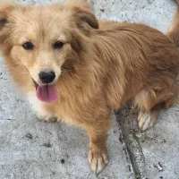 سگ پاکوتاه نر|سگ|کاشان, الغدیر|دیوار