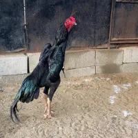 پرکلاغی مرغ و خروس