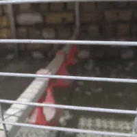 قفس جوجه مرغ و بلدرچین|لوازم جانبی حیوانات|الیگودرز, |دیوار