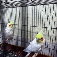 عروس هلندی