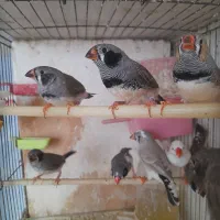 فنچ نروماده مولد دورگه کینگ سرحال و سالم به شرط