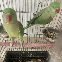 شاه طوطی|پرنده|قیامدشت - خاورشهر, |دیوار