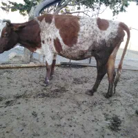 گاو و گوساله