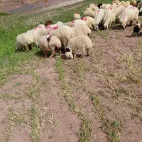 بره شیر امسال