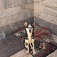 توله سگ هاسکی ۴ماهه واگذاری