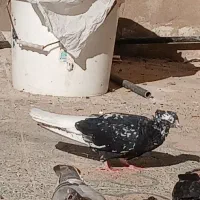 کبوتر|پرنده|کارون, |دیوار