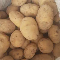 فروش فوری سیب زمینی