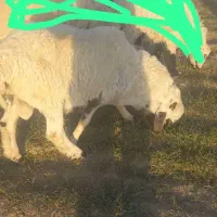 گوسفند فروشی|حیوانات مزرعه|زهک, |دیوار