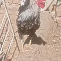 دو عدد خروس|حیوانات مزرعه|قم, ولیعصر|دیوار