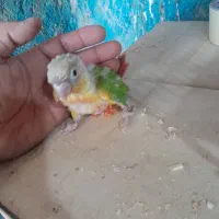 گرینچیک سرلاکی