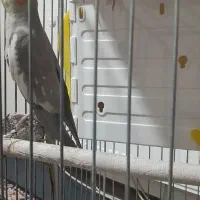 یک جفت عروس هلندی سخنگو