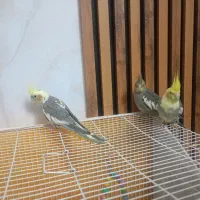 عروس هلندی