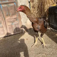 مرغوخروس لاری|حیوانات مزرعه|تبریز, |دیوار