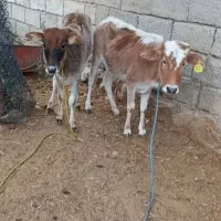 ۲راس گوساله ماده محلی