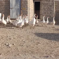 غاز محلی|حیوانات مزرعه|لاجان, |دیوار