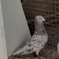 سار سرور نرماده|پرنده|چناران, |دیوار
