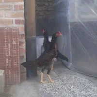 خروس و مرغ اوشامو|حیوانات مزرعه|مینودشت, |دیوار