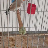 سهره دورگ نر