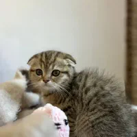 اسکاتیش ماربل گلد|گربه|رشت, گلسار|دیوار