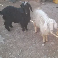 ۲تا بزغاله نر