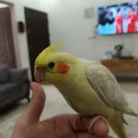 عروس هلندی گمشده