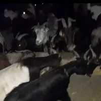 تعدادی بز وتیشتر برای فروش