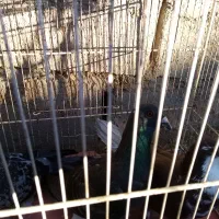 کبوتر آلمانی نر دوتا یه دونه آبگل نر|پرنده|خوشاب, |دیوار