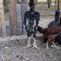 خروس لاری ۵.۵ دونگ|حیوانات مزرعه|مشکیندشت, |دیوار