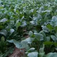 خدمات حرفه‌ای کشاورزی در کاشان ازکاشت تا برداشت